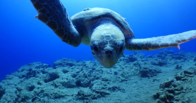 sea turtle underwater swim slowly scuba divers to see