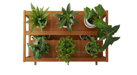 Green plants stand on a wood shelf against a black backdrop. Great for product staging, social media, and branding.