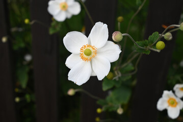 A white flower