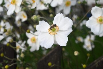 A bee on a white flower