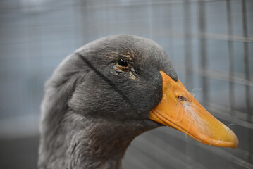 A duck portrait