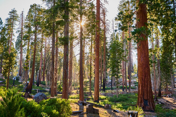 Sunburst Through Sequoia Trees in Lush Forest with Greenery and Sunlight