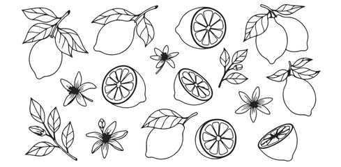 Fresh Lemon Slice Delight Whimsical Outline Illustration Floral Citrus Fruit Pattern Kitchen Decor Culinary Art Food