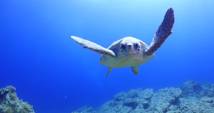 sea turtle underwater swim slowly scuba divers to see