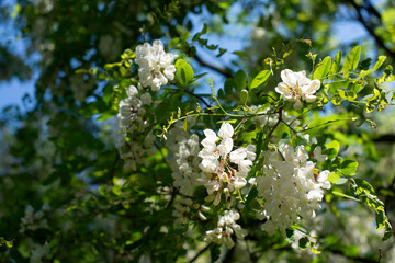 white flowers on a tree