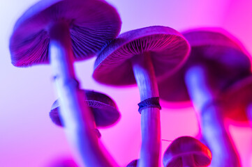 Golden Teacher psilocybe cubensis magic mushrooms pink purple neon microdosing protocol...