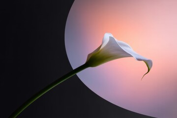 Ethereal Calla Lily: A pristine white calla lily gracefully extends against a surreal backdrop of a soft, celestial light, evoking feelings of purity and tranquility.