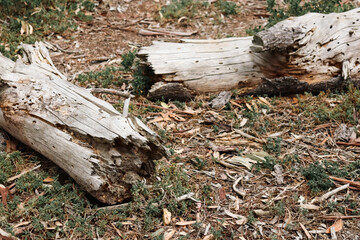 fallen eucalyptus tree branch on bushland ground