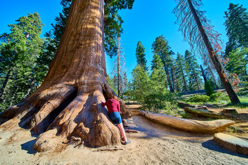 Giant Sequoia Tree Massive Roots Hiker in Sequoia National Forest California