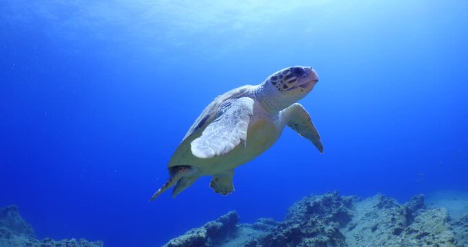 sea turtle underwater swim slowly scuba divers to see