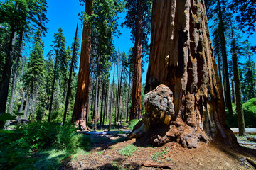 Giant Sequoia Trees With Large Burl In Lush Forest Sequoia National Park