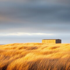 Fototapeta premium Golden Grass Field with Wooden Shack, Sky, nature, landscape