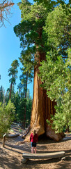 Giant Sequoia Tree Trail of 100 Giants Forest Visitor Nature Adventure