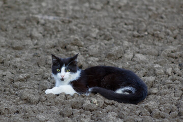 cat on the beach
