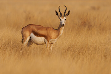 Springbok or springbuck Antidorcas marsupialis, slender, long-legged antelope found mainly in south and southwest Africa, genus Antidorcas, sunset in Namibian savanna