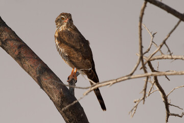 Gabar Goshawk - Micronisus gabar small African and Arabian bird of prey in the family ccipitridae, grey body and yellow beak, sitting on the branch in NP Etosha in Namibia