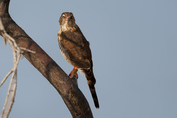 Gabar Goshawk - Micronisus gabar small African and Arabian bird of prey in the family ccipitridae, grey body and yellow beak, sitting on the branch in NP Etosha in Namibia