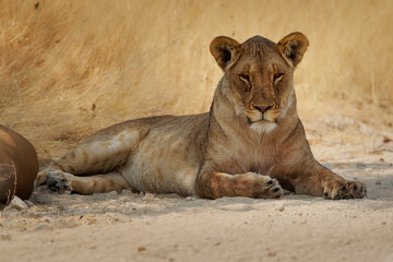 Lioness portrait - Lion - Panthera leo king of the animals. Lion - the biggest african cat in Etosha National Park in Namibia Africa, resting on the road
