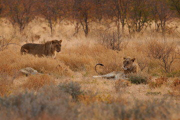 Lion - Panthera leo king of the animals. Lion - the biggest african cat in Etosha National Park in Namibia Africa, resting in desert during sunset, group of hunters