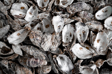 background of empty oyster shells 