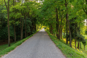 Strada dritta circondata da alberi ed erba