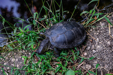 Cistude (Emys orbicularis), ou Cistude d'Europe ou Tortue de Brenne ou Tortue des marais ou Tortue bourbeuse
