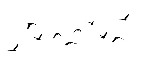 Flying birds silhouettes on white background. Vector illustration. isolated bird flying. tattoo design
