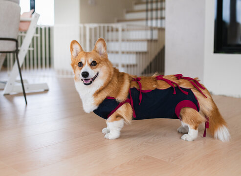 Corgi Dog Wearing a Protective Post-Surgery Recovery Suit