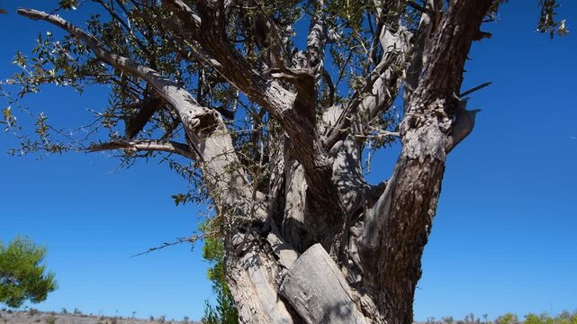 A close up shot of a gnarled, ancient frankincense tree (Boswellia sacra) against a clear, vibrant blue sky in the Dhofar region of Jebel shams, Oman.