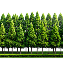 Dense row of tall, green evergreen trees against a black backdrop and grass border