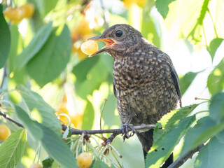 Juvenile common blackbird eating a cherry