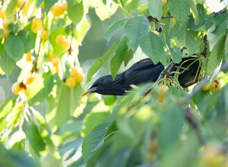 Obraz premium Common Starling