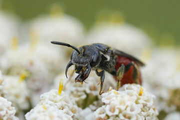 Closeup on a vibrant red colored bloodbee, Sphecodes species on a white yarrow flower