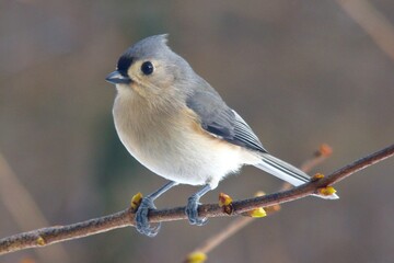 tufted titmouse bird perched on limb