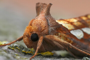 Closeup on a colorful Gold Spot,  owlet moth, Plusia festucae