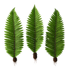 Three vibrant green fern fronds, isolated on a dark background, showing root structures
