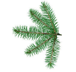 christmas  tree  green branch cutout
