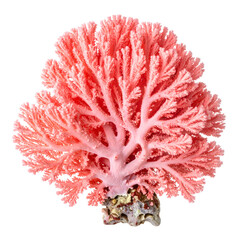 Vibrant, close-up view of a pink coral formation against a stark black background