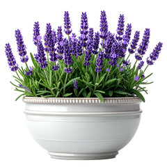 A pot of lavender, vibrant purple flowers and green foliage. White ceramic pot