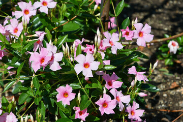 クライミング・サンパラソル　Climbing Sun Parasol