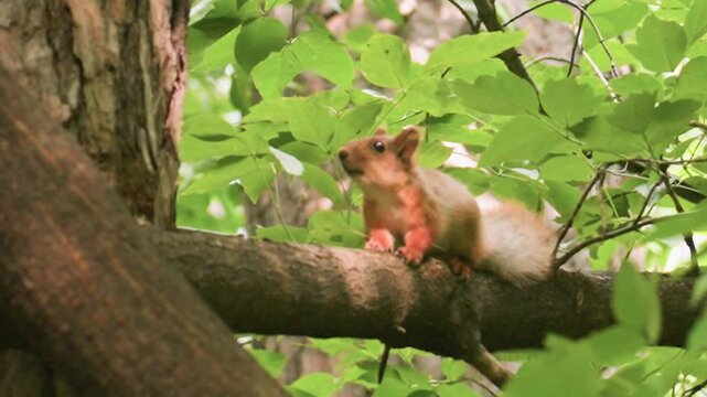 Brown squirrel perched on tree branch observing surroundings before jumping higher into tree, surrounded by lush green forest leaves, capturing wildlife behavior and natural woodland habitat