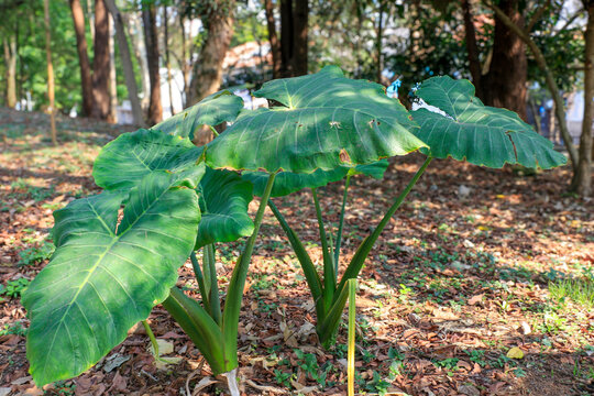 Taioba plants (Xanthosoma sagittifolium) with their large, arrowhead-shaped green leaves, growing on a forest floor covered with dry leaves, under sunlight.