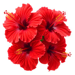 Vivid, digitally rendered, four crimson hibiscus blossoms on a transparent background
