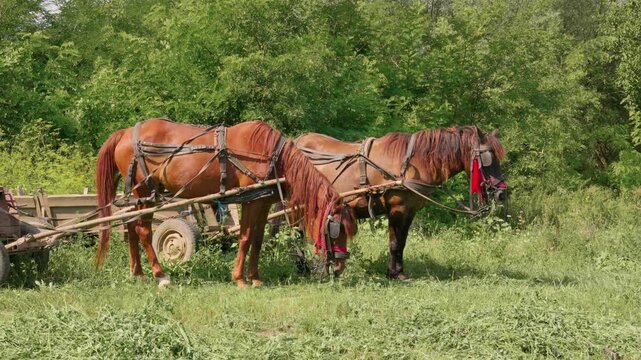 Two harnessed work horses grazing in rural meadow