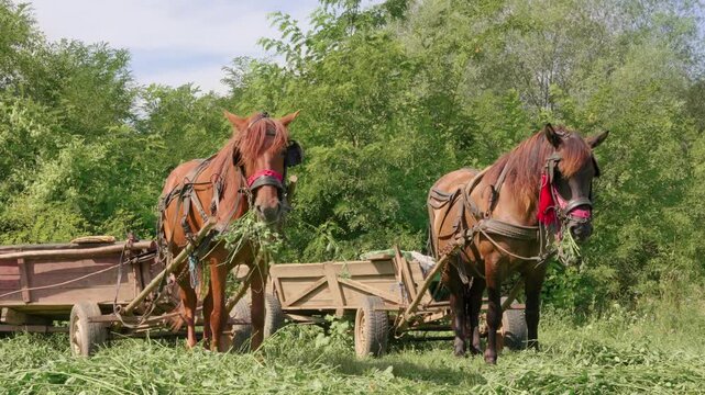 Two harnessed work horses eating grass in a field