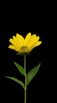Macro time lapse opening Jerusalem artichoke (Helianthus tuberosus) or sunroot, sunchoke, earth apple, isolated on pure black background