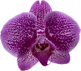 purple orchid flower png cutout