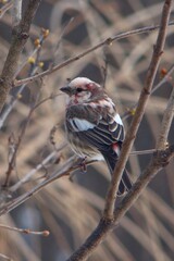 albino redpoll bird perched in a tree