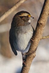 white-throated sparrow bird on a branch