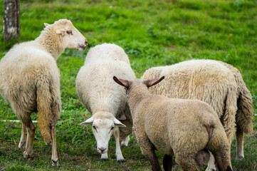 Fototapeta premium Flock of sheep on a farm eating grass